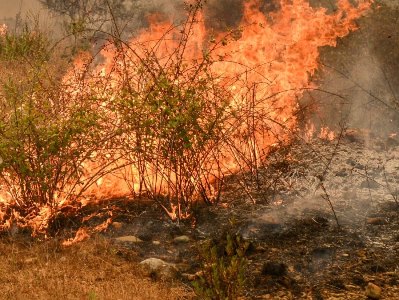 Глава МЧС Казахстана лишился должности из-за крупного природного пожара