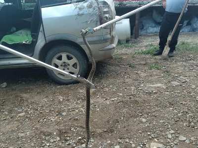 Արցախում ավտոմեքենայի մեջ օձ է հայտնվել