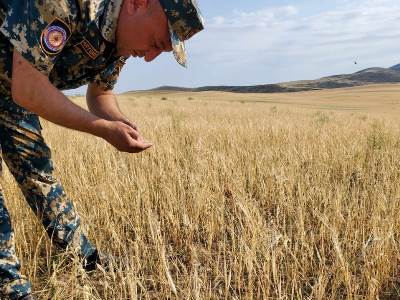 Artsakh State Emergency Service employees observe crop harvest