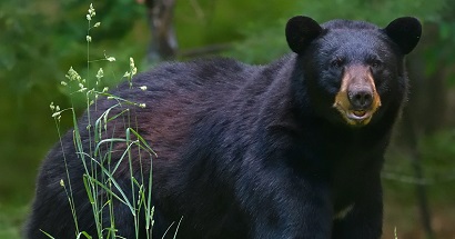 US woman, 64, punches bear chasing her dog