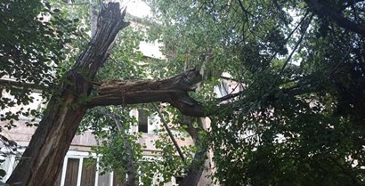 Քամու հետևանքով կոտրվել են ծառեր, վնասվել թիթեղներ