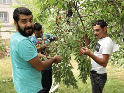 Զինվորի տան տղաները բերքահավաքի են (ֆոտո)