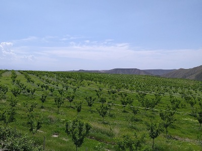 Նոր ծրագիր. Արմավիրի Բագարան և Երվանդաշատ գյուղերում նուշի ինտենսիվ այգիներ կհիմնվեն