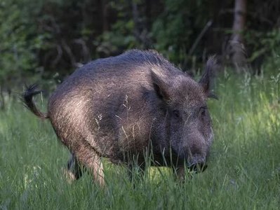 Разыскиваемая в Германии львица оказалась кабаном