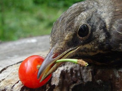 В Сочи птицы стали воровать фрукты из-за жары