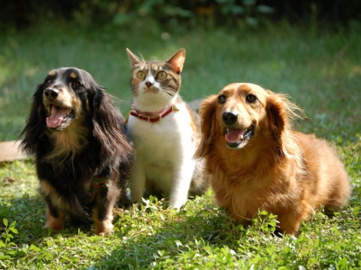 В Бельгии разрешили хоронить домашних питомцев с хозяевами