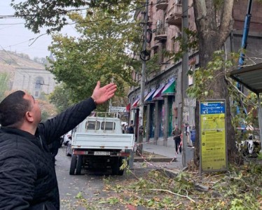 «Հենց հիմա հոշոտում են Կարմիր գրքում գրանցված արևելյան սոսին Մաշտոցի պողոտայում». ահազանգ (ֆոտո)