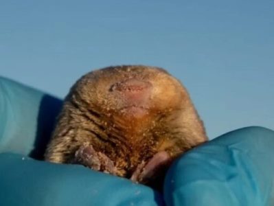 Ученые нашли золотых кротов, которые более 80 лет считались вымершими