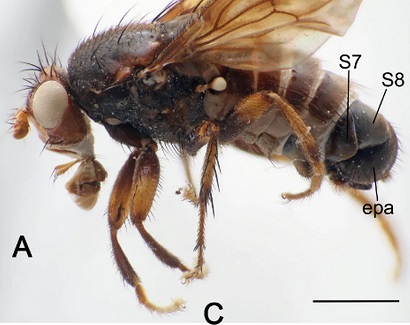 Ավստրալիայում «հսկայական» սեռական օրգաններով խոշոր միջատ են հայտնաբերել