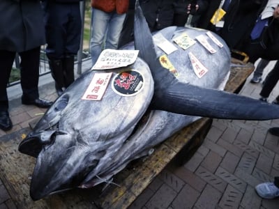 На рыбном рынке Токио за 788 440 долларов продали синеперого тунца весом  238 кг