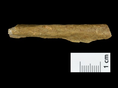 Homo sapiens-ի վերաբերյալ Գերմանիայում սենսացիոն բացահայտում է արվել