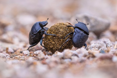 Ученые предупредили о катастрофических последствиях исчезновения навозных жуков в результате изменения климата