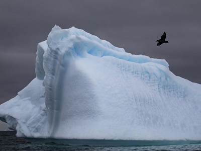 First case of deadly bird flu reported in mainland Antarctica