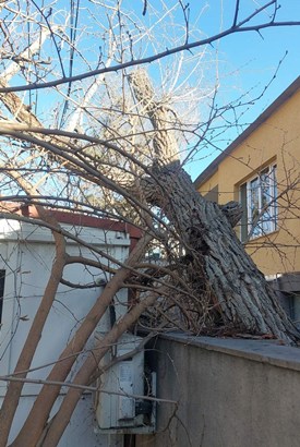 В ряде районов Еревана сильный ветер повалил деревья и повредил крыши домов