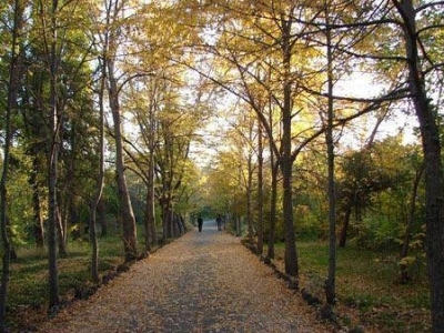 Անտառում քար չկա չէ՞, անտառում քարերի վրայով չես քայլում. Ավինյանը կոչ արեց հրաժարվել քարերից ու տոմետներից
