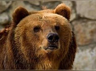 Սինդրիկ քաղելու գնացած  33-ամյա լուսաձորցին  արջի զոհ է դարձել. Ոսկան Սարգսյան