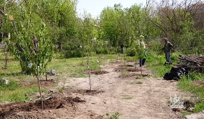 Շուրջ 400 նոր ծառ՝ «Հաղթանակ» զբոսայգում. Երևանի կանաչապատման աշխատանքները շարունակվում են