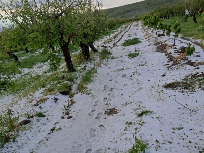 Մեր գյուղն էդ այգիներով ա ապրում, կարկուտի պատճառով բերք չի մնացել. Օհանավանի բնակիչ (ֆոտո)