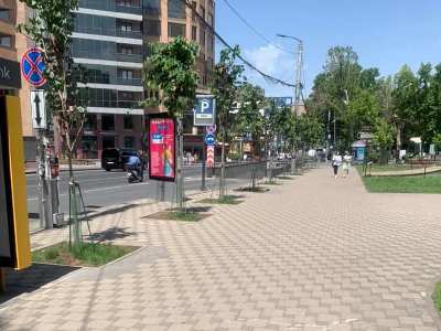 «Национальный прогресс»: В «кипящем» Ереване проводится массовое уничтожение деревьев