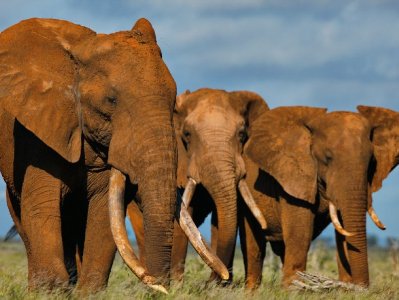 India launches app that warns people of incoming herds of wild elephants