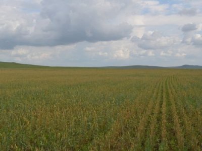 В Забайкалье из-за засухи введен региональный режим ЧС