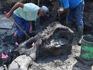 В США раскопали череп гигантского мастодонта возрастом 13 600 лет