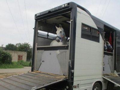 Россия отправила в Северную Корею более 20 орловских рысаков
