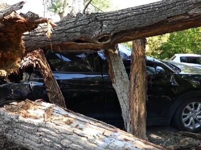 В Ереване старый тополь рухнул на автомобиль