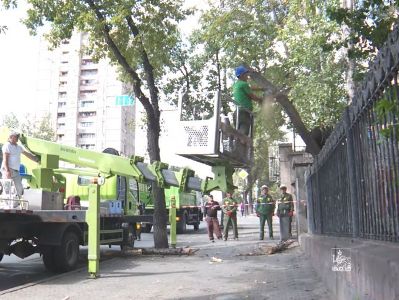 В Ереване началась массовая вырубка засохших деревьев