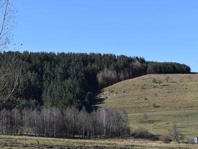 Armenia Tree Project. Հայաստանի կանաչապատման 30 տարի
