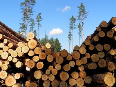 В течение 2024 года из России в Армению экспортировано 618,2 м³ необработанного лесоматериала