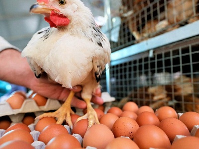 Ռուսաստանը Թուրքիայից թռչնամսի և ձվի ներմուծման համար սահմանափակումներ է մտցրել
