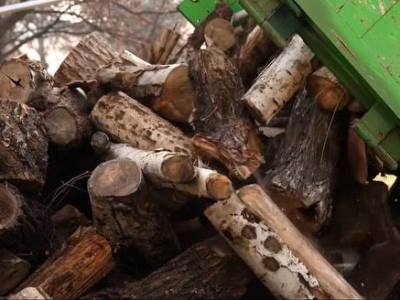 Շուրջ 1500 կենսունակության ավարտին մոտ և տապալման ենթակա ծառ է հեռացվել մայրաքաղաքի փողոցներից