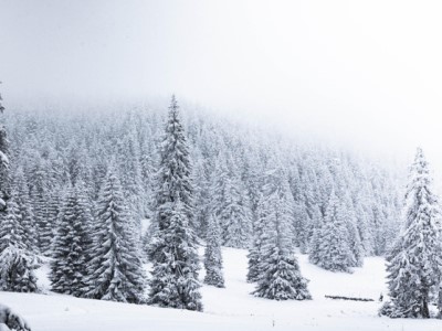 Nature Climate Change. Արկտիկական տունդրաների և անտառների մեկ երրորդը դարձել է ածխաթթու գազի արտանետման աղբյուր