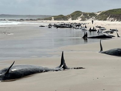 More than 150 false killer whales wash ashore in Tasmania