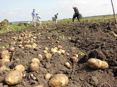 До 30 июня 2025 года в Армению можно ввозить картофельные семена с нулевой таможенной пошлиной