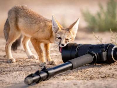 Объявлены победители конкурса снимков дикой природы The Nature Photography Contest 2024
