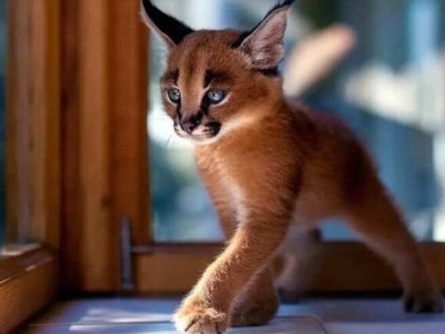 Russian couple, Israeli national arrested in Spain for smuggling of exotic cats