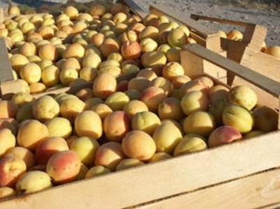 Հունիսի 1-23-ը ՀՀ-ից ծիրանով բեռնված 502 բեռնատար հատել է ՌԴ մաքսային սահմանը. Պապոյան
