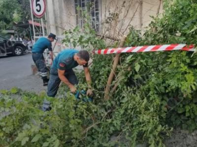 Երևանում Անդրանիկի փողոցի շենքերից մեկի բակում թթենին արմատից պոկվել և ընկել է գետնին