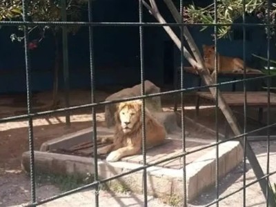 В Турции лев вырвался из клетки и напал на мужчину: Животное до сих пор не могут найти