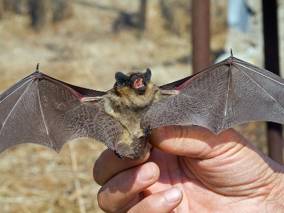 Տղամարդը վարակվել է կատաղությամբ՝ փորձելով փրկել տանը հայտնված չղջիկին