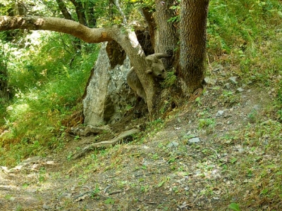 Չարաճճի քոթոթը` Խոսրովի անտառում (վիդեո)