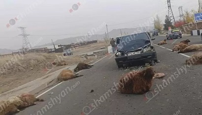 Մայիսյանում «Mercedes»-ը բախվել է ճանապարհի երթևեկելի հատվածում հայտնված ոչխարի հոտին. 8-ը տեղում սատկել է