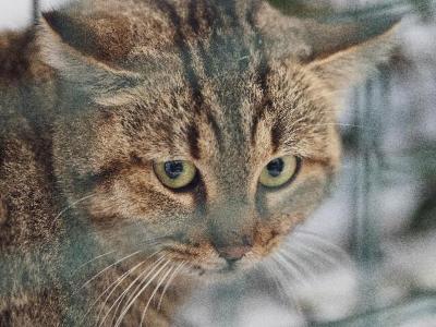Conversation: дикие кошки и лисы привели к вымиранию многих млекопитающих Австралии