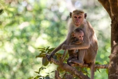 PNAS: Monkeys solve geometry problems as well as preschoolers