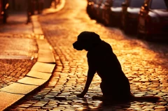 Missing dog returns to owners after 5 years: found 1,000 kilometers from home