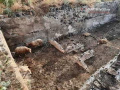 В селе Цовазард животные растерзали 10 ягнят