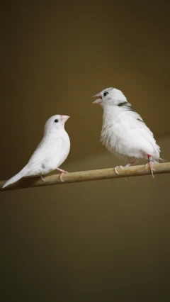 Scientists have discovered one of the key features of human language in songbirds