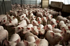 Armenia 2nd largest importer of live pigs from Russia